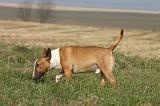 BULL TERRIER MINIATURE 352